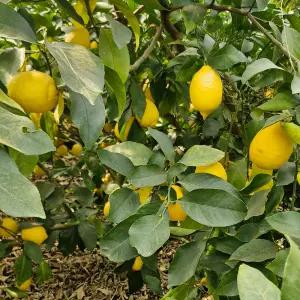 제주 햇살이 만든 기분 좋은 산미 제주 레몬 2kg