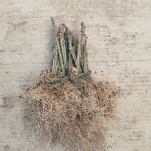 화살나무 삽목묘목 10주