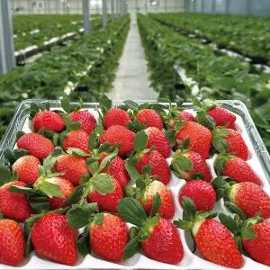 산지발송 GAP인증 논산 설향딸기 당도선별 딸기 실속형 난좌포장 350g(20구내외) / 700g(42구 내외)
