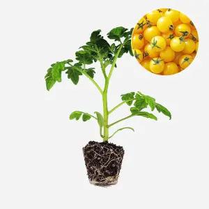 마이플랜트 토마토 젤리 노랑 1개 과일 토마토 야채 모종 텃밭 채소 튼튼한 모종