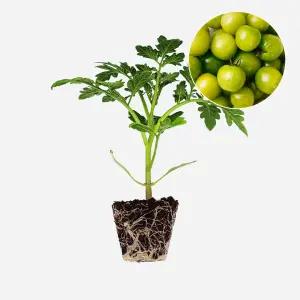 마이플랜트 토마토 젤리 초록 1개 과일 토마토 야채 모종 텃밭 채소 튼튼한 모종