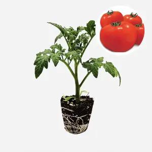 마이플랜트 토마토 도태랑 1개 과일 토마토 야채 모종 텃밭 채소 튼튼한 모종