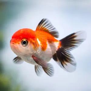 랜덤 컬러 베이비 오란다 1마리