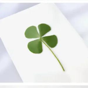 네잎클로버 책갈피 생화 코팅 카드 행운 압화 선물 네입클로버
