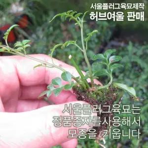 학자스민 (재스민 쟈스민) 모종 5개 (서울육묘생산 정품모종)