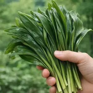 강원도 생 명이나물 500g 산마늘 울릉도종