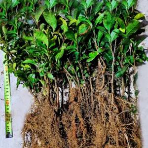 녹차나무묘목 100주 (키20-30cm/2년생) 차나무 녹차묘목 상록식물 식용.약용식물 차음료 생울타리용 관상용