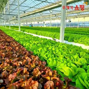 [우체국쇼핑] 산지직송 유러피안 채소 쌈채소 1kg/2kg/4kg