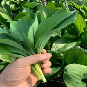 [SW] 국내산 강원도 명이나물1kg