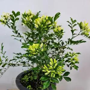 오렌지자스민 중품(꽃이 여러번와요) 높이35~50cm