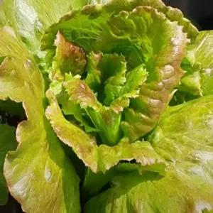 맛이 뛰어난 쌈용 적색 아삭이 상추 적생채 모종, 3개 (MF)