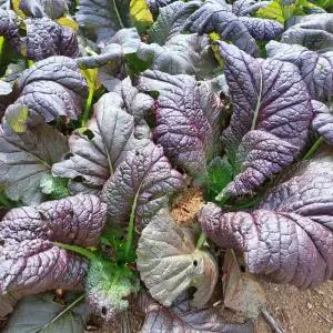 청정 순천만 노지재배 일반 개량 홍갓 3kg 갓김치용