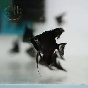 풀 블랙 엔젤피쉬 (관상어, 열대어)