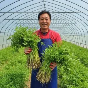 향좋은 청도 한재 미나리 1kg 국내산 생미나리 제철 쌈채소 삼겹살용