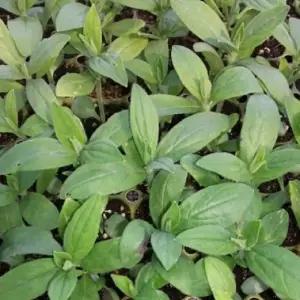 지치모종 100개 (트레이 105구 1판) 자초모종