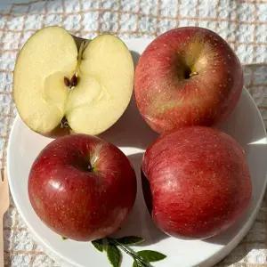 14브릭스 특품 안동 부사 사과 2kg 12-15과 소과 북 안동 농협 사과 안동사과 꿀사과 아삭한사과