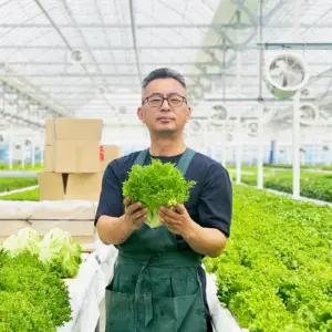 산지 당일수확 GAP 프리미엄 유러피안 샐러드 모듬 믹스 채소 유럽상추 1kg