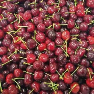 체리 500g 체리 생체리 과일 간식 선물