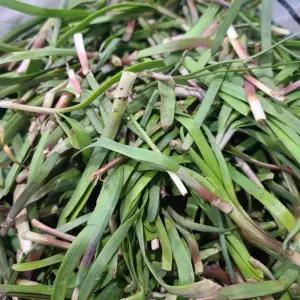 싱싱햇 국산 노지 초벌부추 햇부추 약부추 정구지 1kg