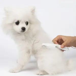 애견빗 참빗 눈꼽빗 눈물빗(대) 애완동물 벼룩빗 애견빗 참빗 눈꼽빗