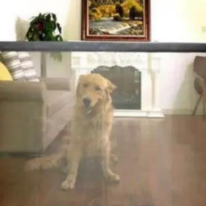 현관 문펜스 안전문 애견 강아지 고양이 펜스 출입문