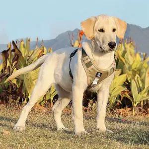 사계절 가슴줄 반려동물 애견용품 몸줄 산책줄fgh014