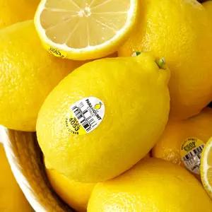 팬시 레몬 미국산 직수입 생레몬 20과 소과