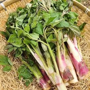 향긋한 남해 땅두릅 대 500g 튀김용 제철 봄나물 산드룹