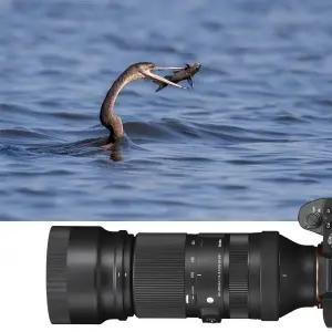 [시그마][내일도착] 시그마 C 100-400mm F5-6.3 DG DN OS (소니풀프레임FE마운트)