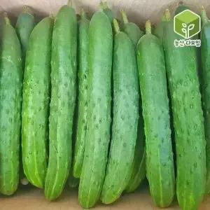 오이 취청오이 특 10kg