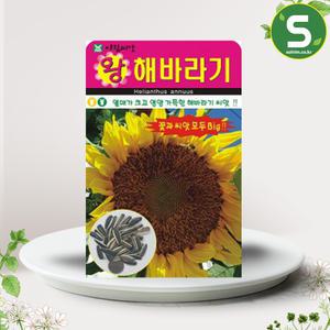왕해바라기씨앗 10립 해바라기 꽃씨앗 종자