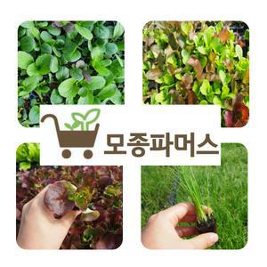 모종5개 상추 로메인 텃밭 쌈채소모종 깻잎 부추 대파 바질 고추 토마토 가지 오이