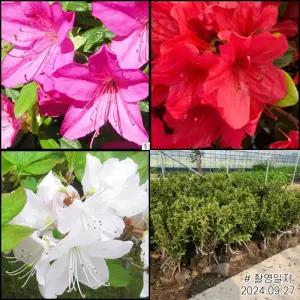 영산홍 자산홍 백철쭉 철쭉나무 묘목 3종세트 총15주 봄꽃 노지월동 가능 (목하원예조경)