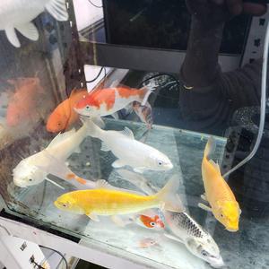 비단잉어 15~25 cm 1마리