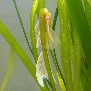 [신세계수족관] 청소물고기 안시 L-144 롱핀