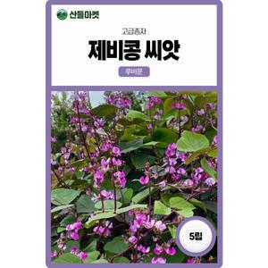 산들마켓 제비콩 꽃 씨앗 5립 루비문 일년생 덩굴 식물 꽃씨 종자