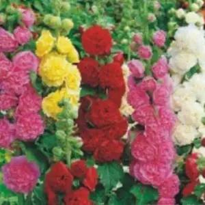 겹접시꽃 씨앗 야생화 꽃씨 종자 품종 접시꽃 30립/경관/관리/장식/꾸미기/꽃피는/화초/풀잎/꽃잎/교육