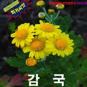 (씨앗나라) 국화차로 좋은 감국 씨앗 15립/꽃씨앗/꽃씨/종자/노란꽃/정원/화단/꾸미기/노란계열/노란색