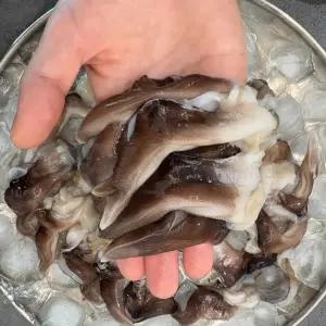 [품질보장] 국내산 제철 자연산 쫄깃한 새조개살 150g 산지 새조개 샤브샤브