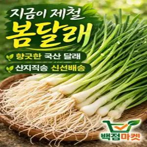 백점마켓 엄선 국산 제철 달래 봄나물 향긋한 세척 달래 신선채소_300g,500g,1kg