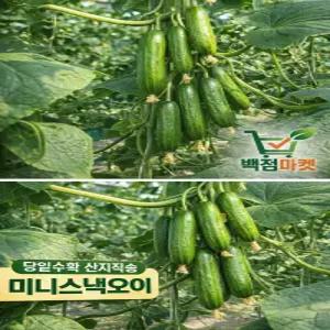 백점마켓 엄선 당일수확 산지 미니스낵오이 아삭한 스낵오이 간식용_500g,1kg,2k,3kg