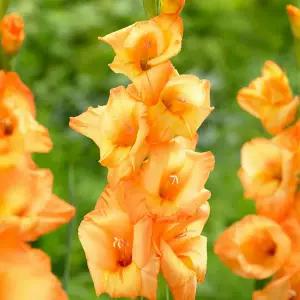 구근 글라디올러스 오베티 1구(구근둘레12/14)