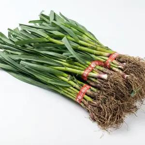 국내산 햇 풋마늘 1단 2kg 내외 잎마늘 마늘대