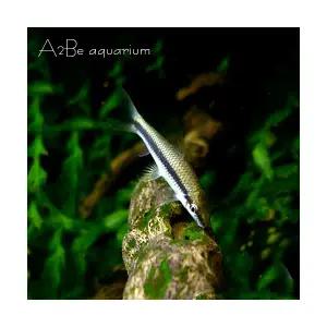 [에이투비]실이끼 청소부 /시아미즈 알지이터 / 5cm 내외 / 1마리