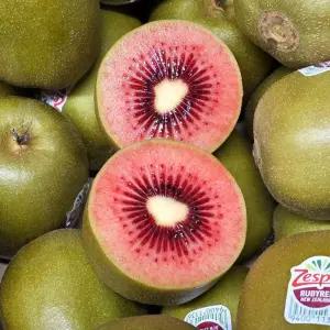 제스프리 루비 레드키위 2kg(22과 내외)