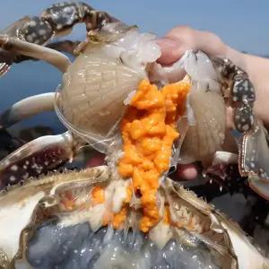 국내산 생물 알배기 암꽃게 1kg