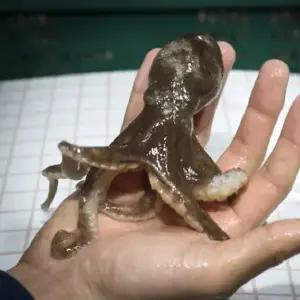 당일조업 활 주꾸미 1kg