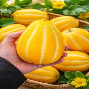 성주참외 꿍이네 고당도 꿀참외 5kg