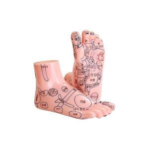 정밀 인체 발 반사구 지압 교육용 모델 25CM