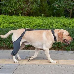 강아지 다리 보호대 관절 스트랩 수술 산책 L
